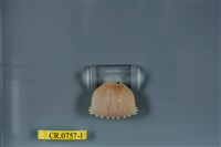 藏品(卷折饅頭蟹)的圖片